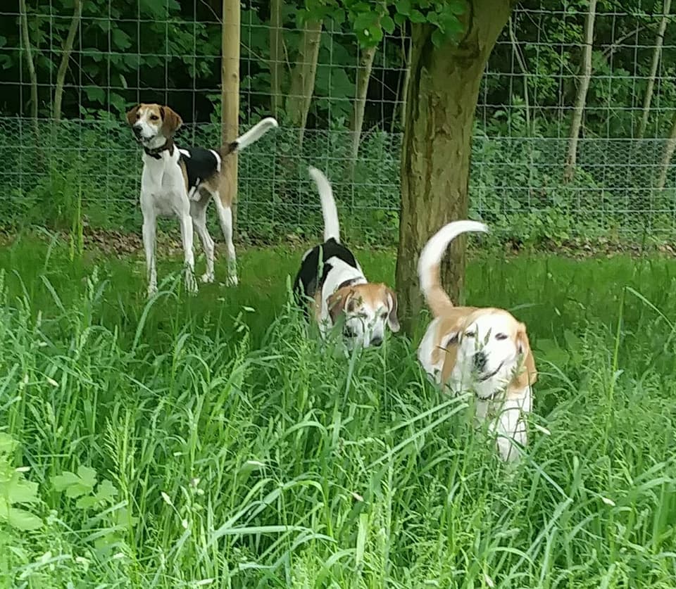 34018161_10156431178491719_45052965689491456_n